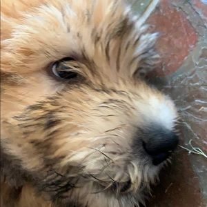 Meet your Posher, Cort